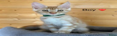 Maine Coon 1 