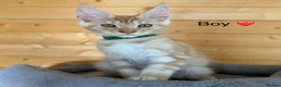 Maine Coon cats for sale: GCCF Registered beautiful kittens ❤️ - Advert 6