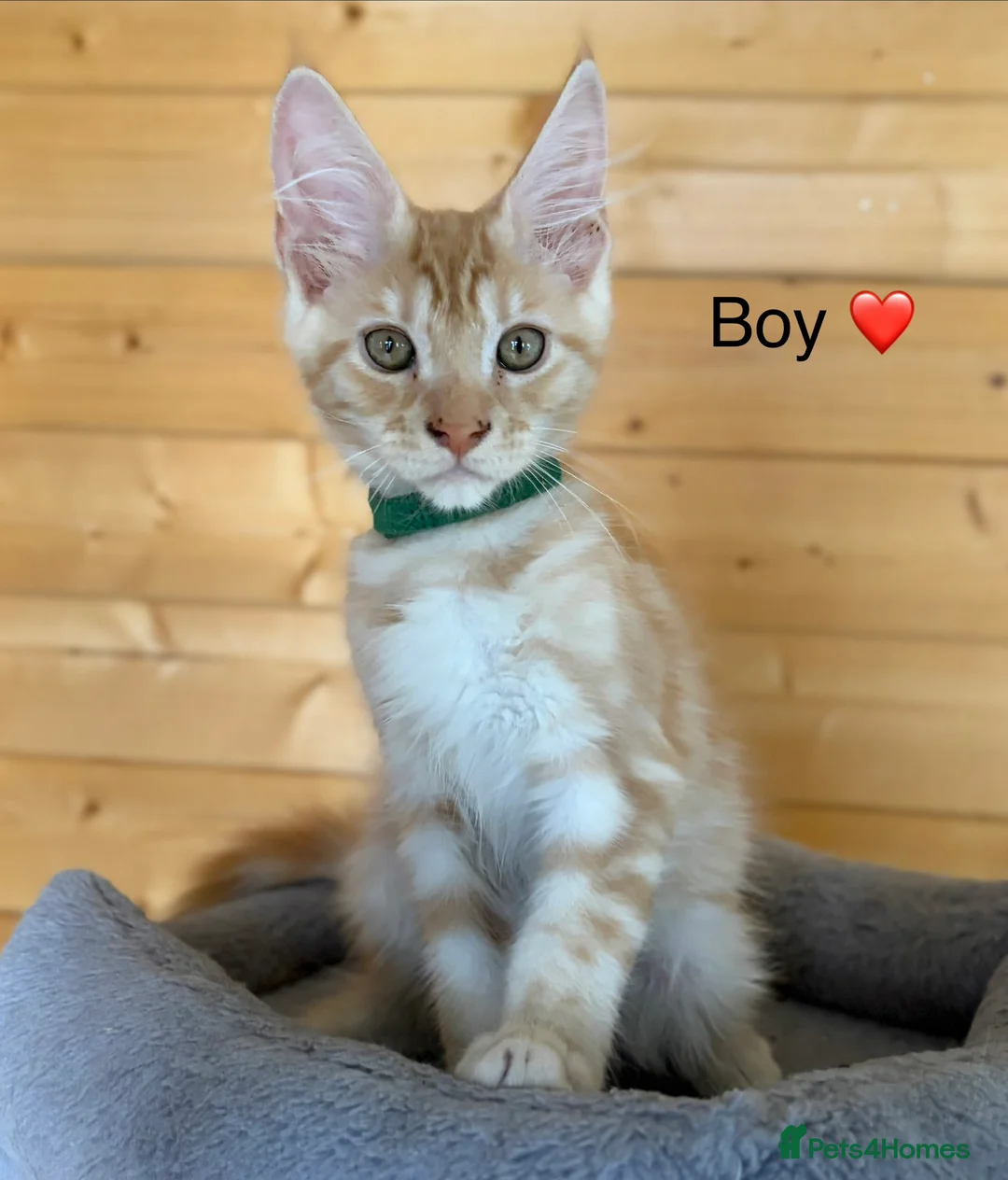 Maine Coon cats for sale: GCCF Registered beautiful kittens ❤️ - Advert 6
