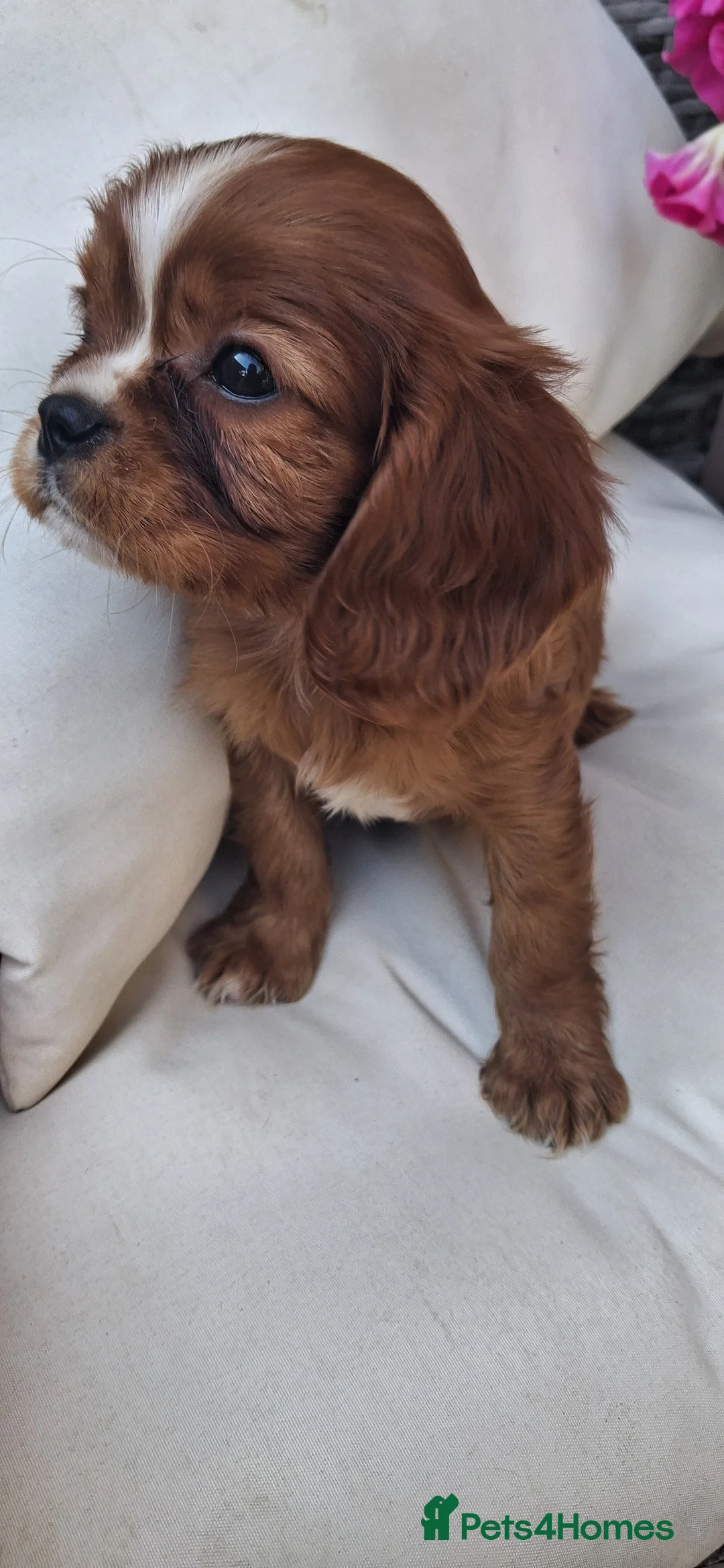 Cavalier King Charles Spaniel dogs for sale: Stunning King Charles cavalier Pups  - Advert 2