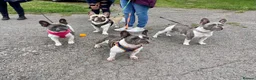 French Bulldog dogs for stud: French Bulldog Stud Bernie Brown - Advert 10