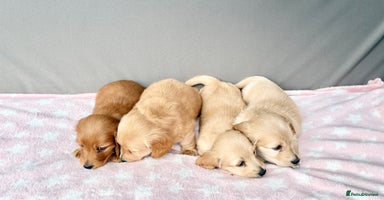 Miniature Dachshund dogs - Advert 5