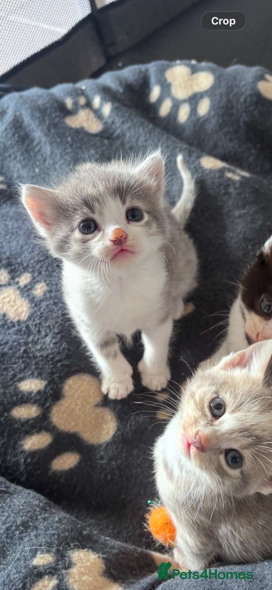 Mixed Breed cats Calico/silver tabby  - Advert 19