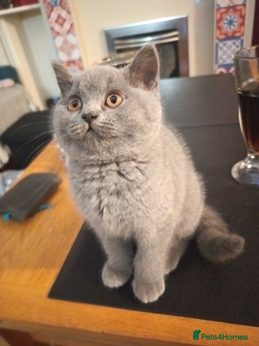 British Shorthair cats for sale: 🐾 British Shorthair Blue – 2 Girls – Ready Now 🐾 - Advert 8