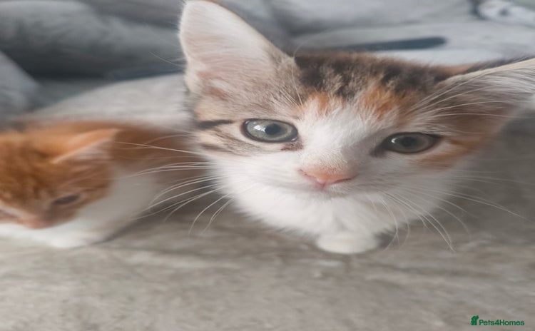 Maine Coon cats - Advert 18