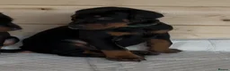 Dobermann dogs for sale: Amazing Dobermann puppies.  - Advert 19