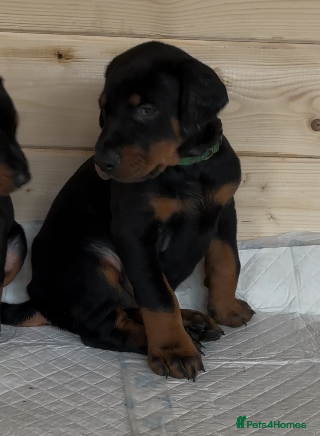 Dobermann dogs for sale: Amazing Dobermann puppies.  - Advert 19