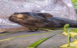 Guinea Pig rodents for sale: Beautiful American smooth coat  - Image 2