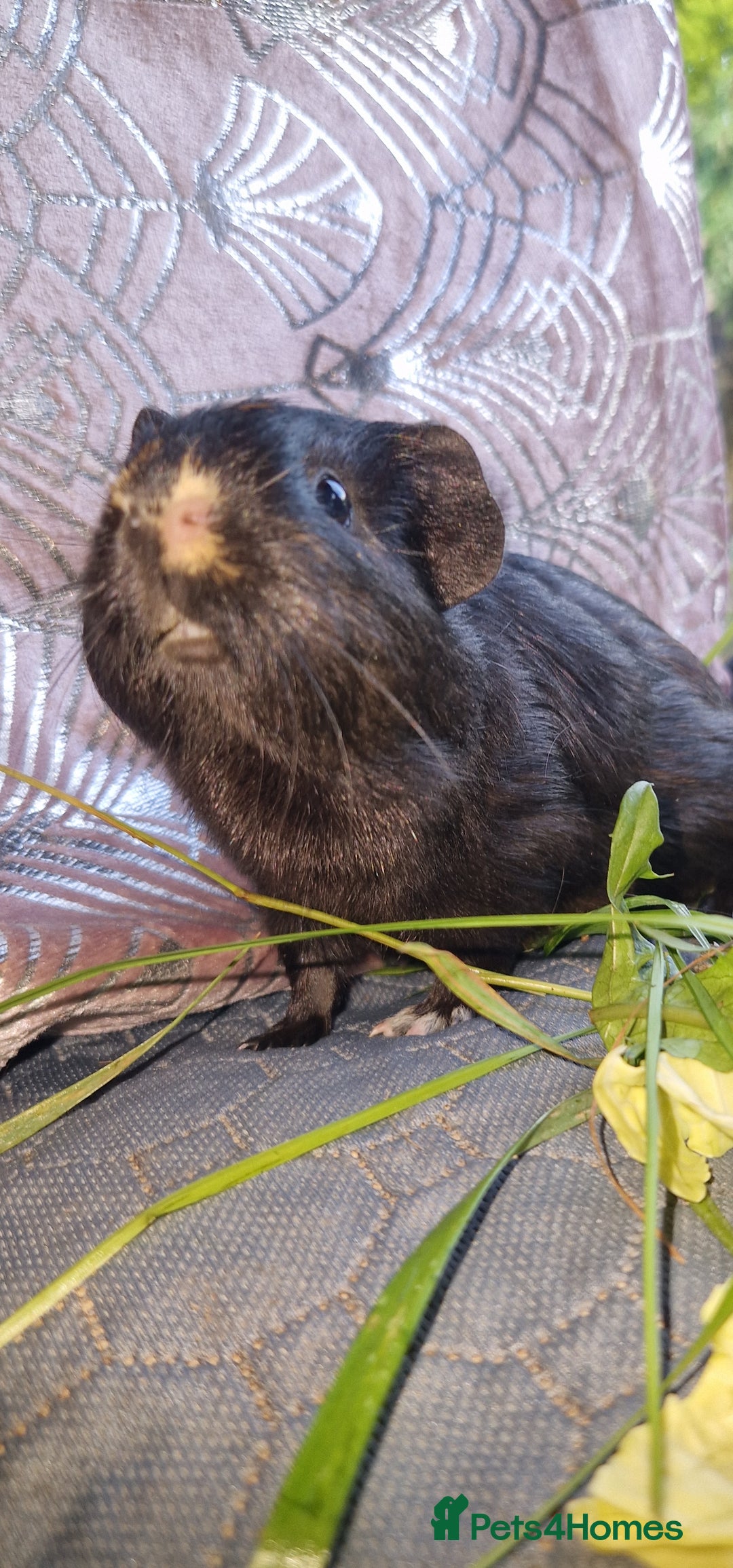Guinea Pig rodents for sale: Beautiful American smooth coat  - Image 2