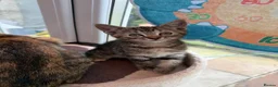 Mixed Breed cats for sale: All kittens reserved - Advert 3