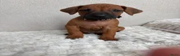 Rhodesian Ridgeback dogs for sale: 12 Gorgeous Rhodesian Ridgebacks   - Advert 13