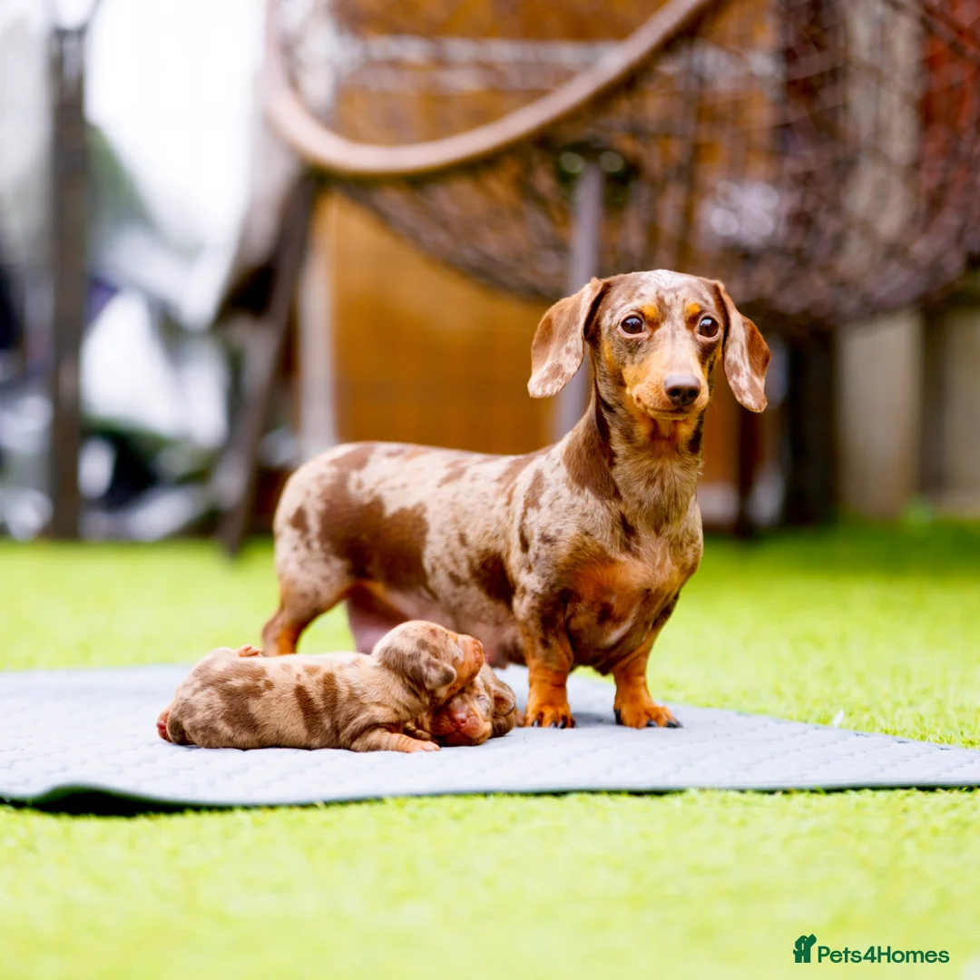 Miniature Dachshund dogs for sale: Top Tier Miniature Dachshunds for sale! - Advert 3
