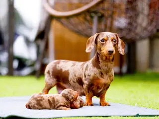 Miniature Dachshund dogs Top Tier Miniature Dachshunds for sale! - Advert 16
