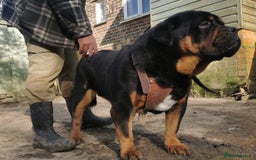 Mastiff dogs for sale: Beautiful female Mastiff  - Image 1