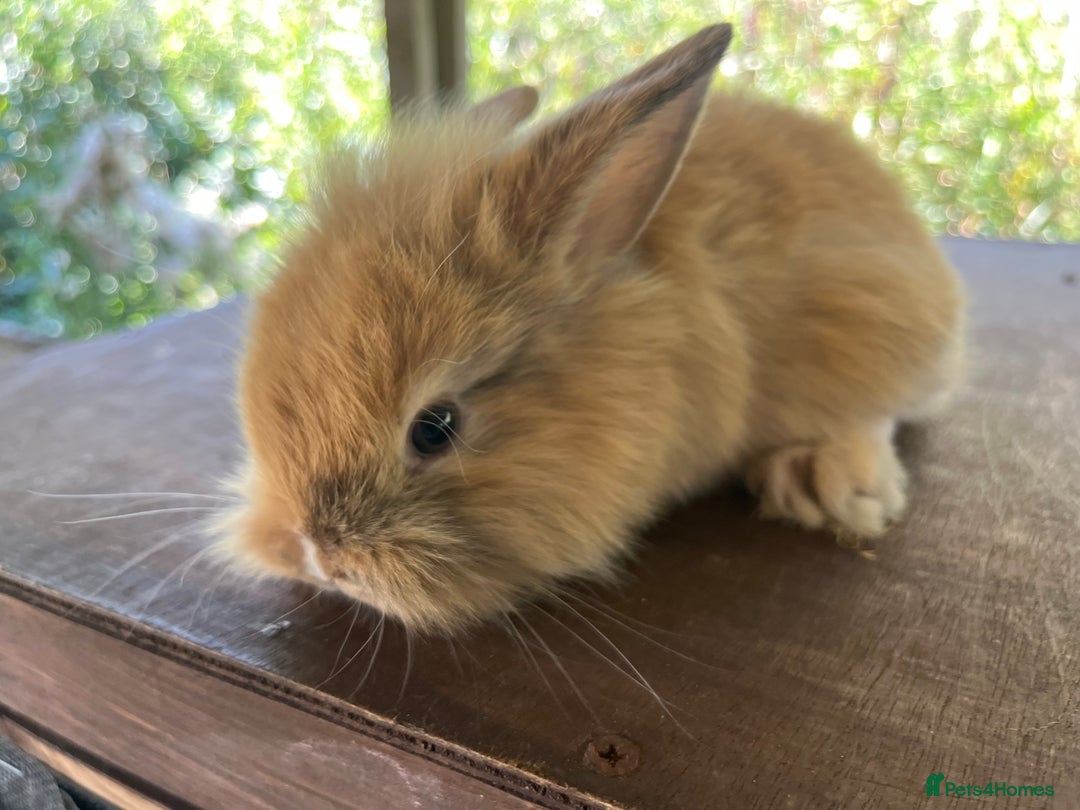 Lionhead rabbits for sale: 5 lionhead bunnies  - Image 3