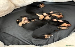 Yorkshire Terrier dogs for sale: Yorkshire terrier puppies - Image 2