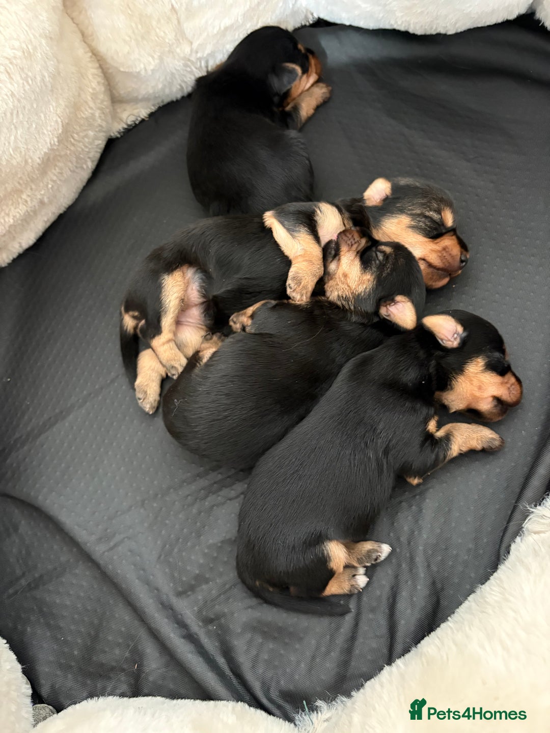 Yorkshire Terrier dogs for sale: Yorkshire terrier puppies - Image 2