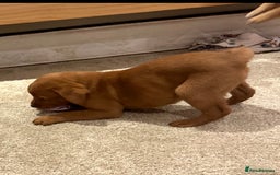 Labrador Retriever dogs for sale: Stunning Fox red labradors - Image 8