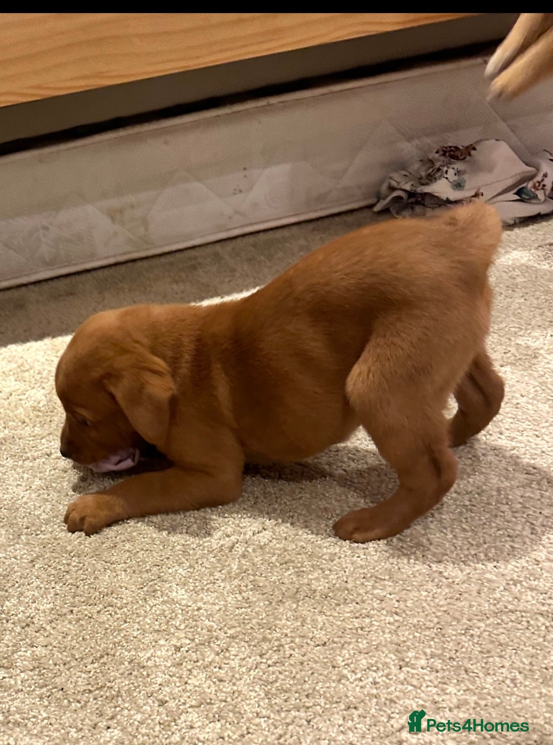 Labrador Retriever dogs for sale: Stunning Fox red labradors - Image 8
