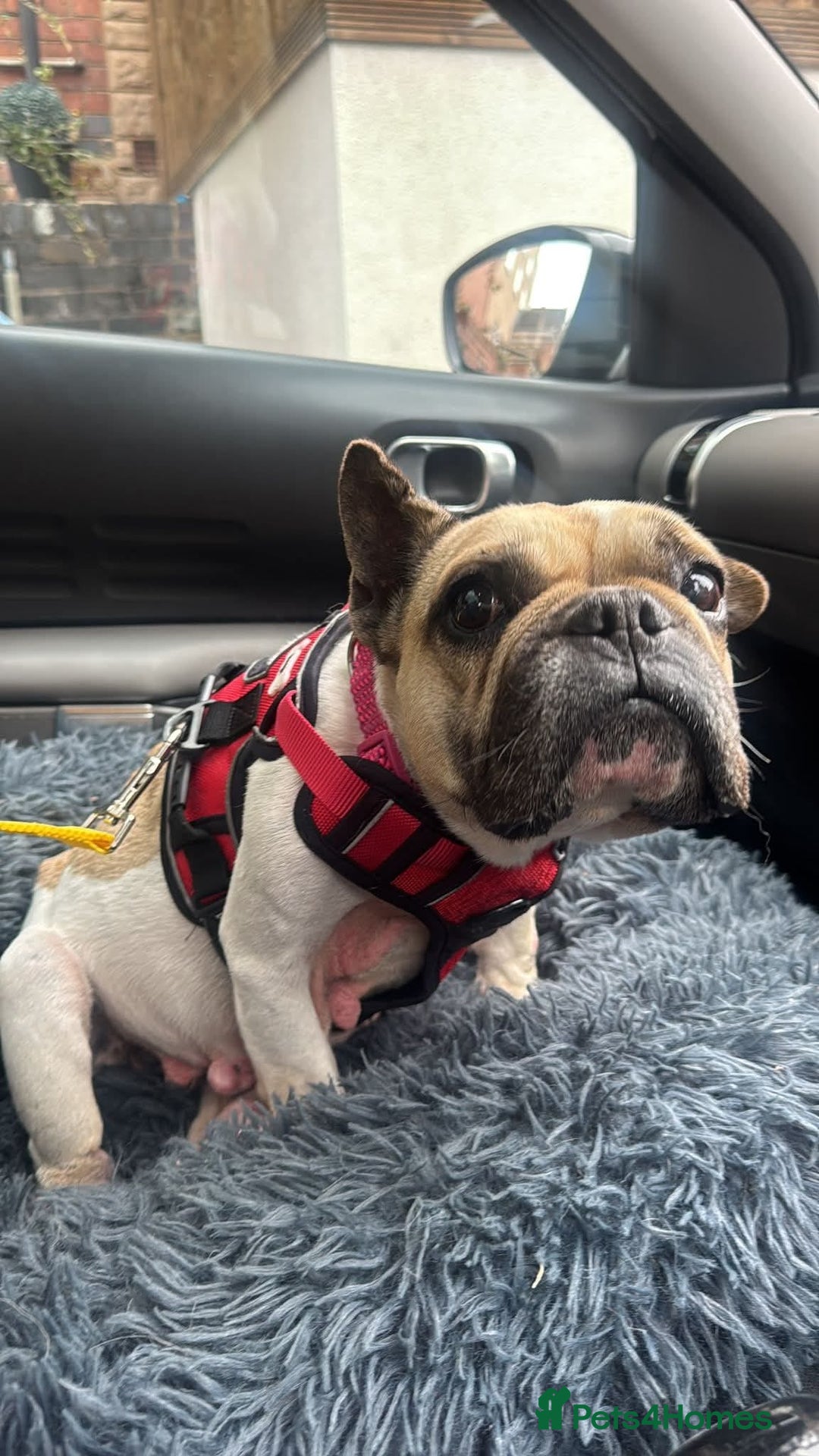 Mixed Breed dogs for adoption: 💖ELVA -a Sweet Frenchie Rescued From Starvation💖 - Advert 14