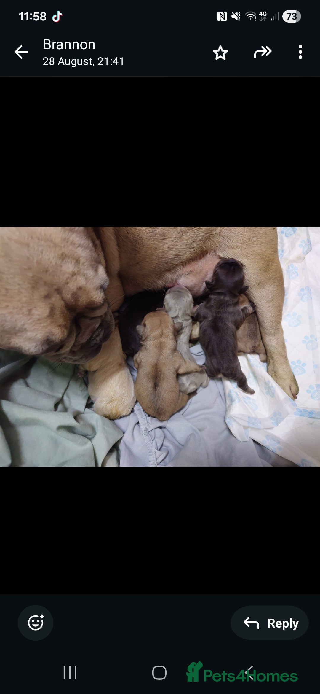 French Bulldog dogs for sale: 4 Beautiful french bulldog puppies  - Image 4