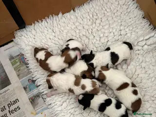 Mixed Breed dogs Stunning litter of 6 JackaZuchon Puppies - Advert 9