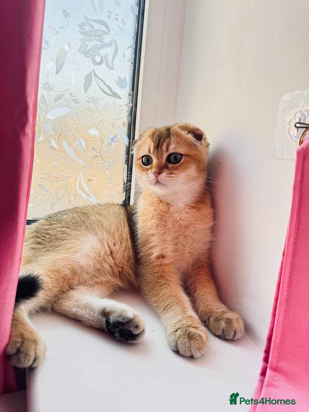 Scottish Fold cats 🐾 TICA Registered Scottish Fold Boy  🩵 - Advert 2