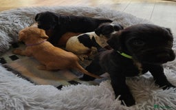 Cocker Spaniel dogs for sale: Outstanding cocker spaniel pups - Image 11