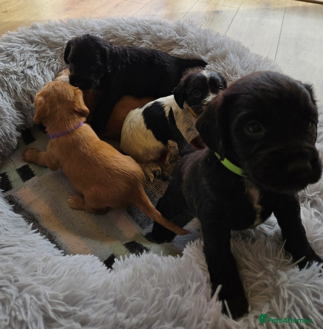 Cocker Spaniel dogs for sale: Outstanding cocker spaniel pups - Image 11