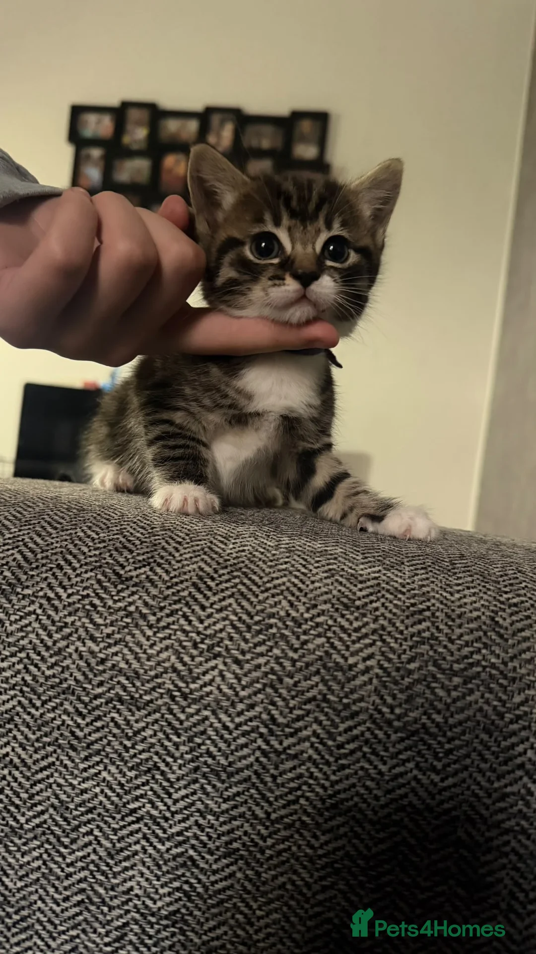 Mixed Breed cats for sale: Super cute and friendly tabby kittens  - Advert 23