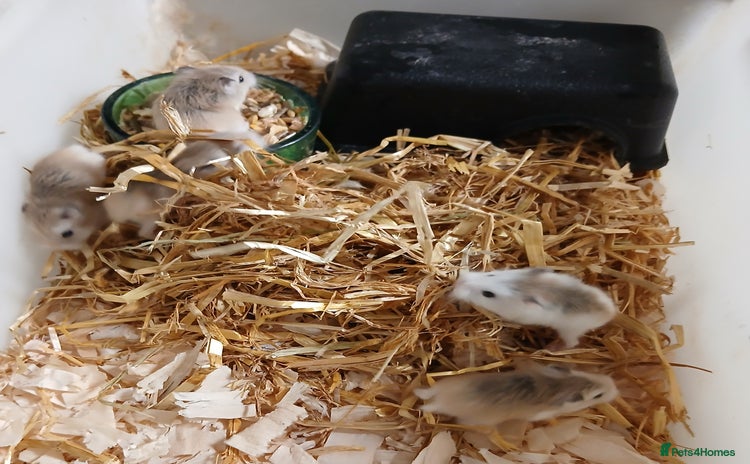 Hamster rodents - Advert 9