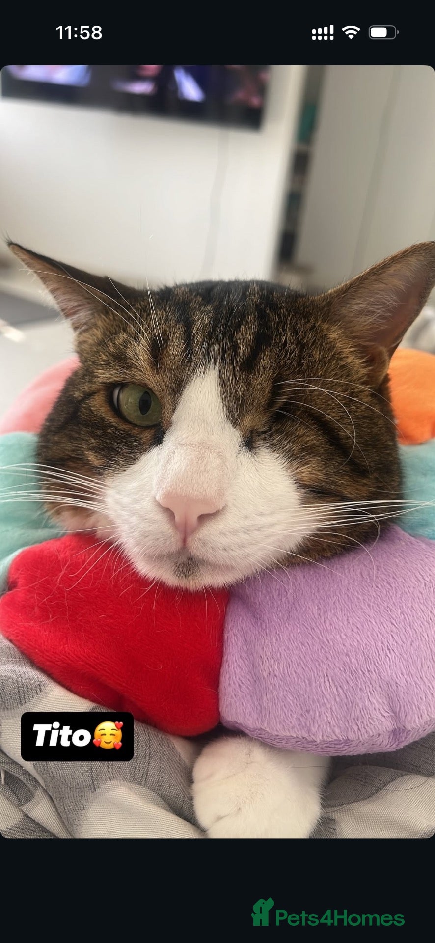 Arabian Mau cats Beautiful Tito looking for his family 😻 - Advert 2