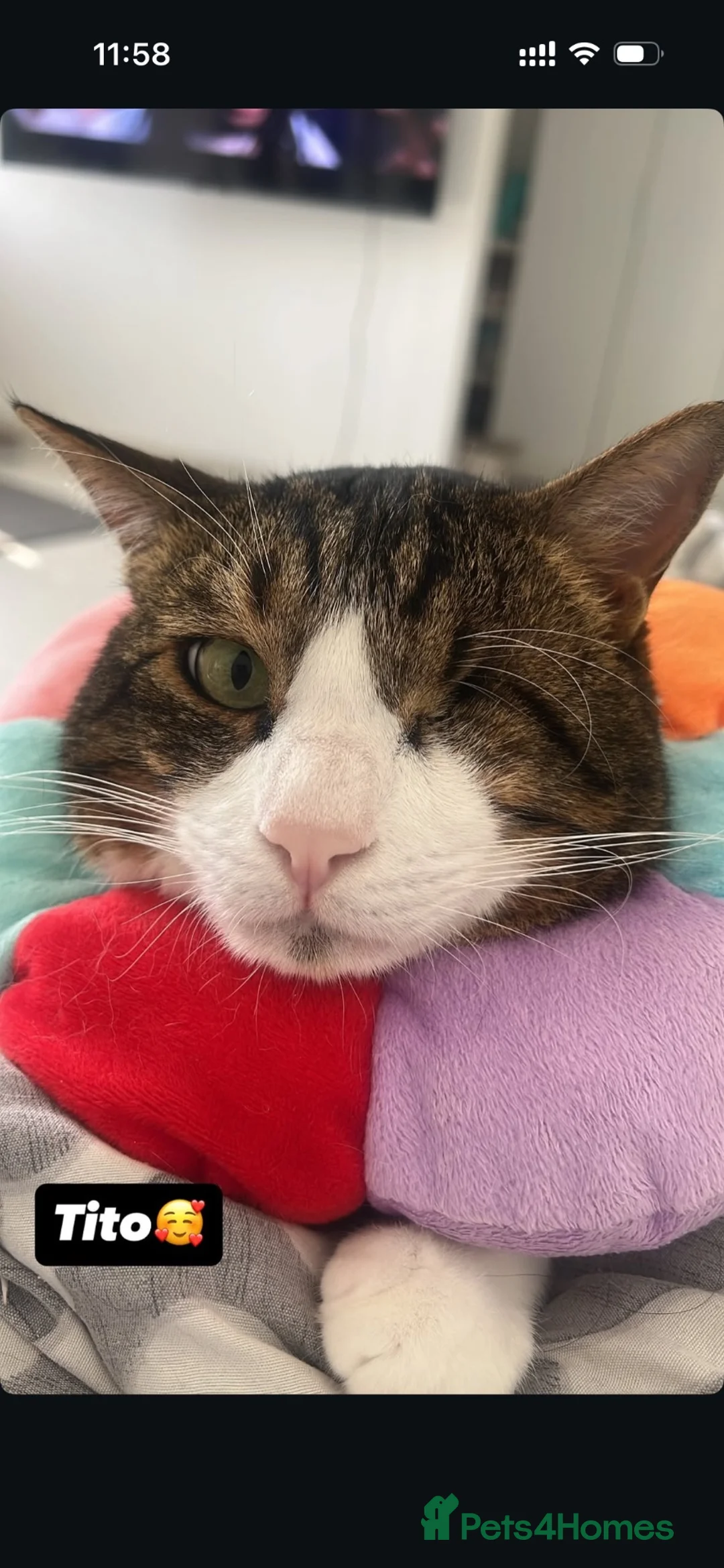 Arabian Mau cats for sale: Beautiful Tito looking for his family 😻 - Advert 2