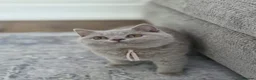 British Shorthair cats for sale: British Shorthair Kittens Teddy Bear chunky Teddys - Advert 16