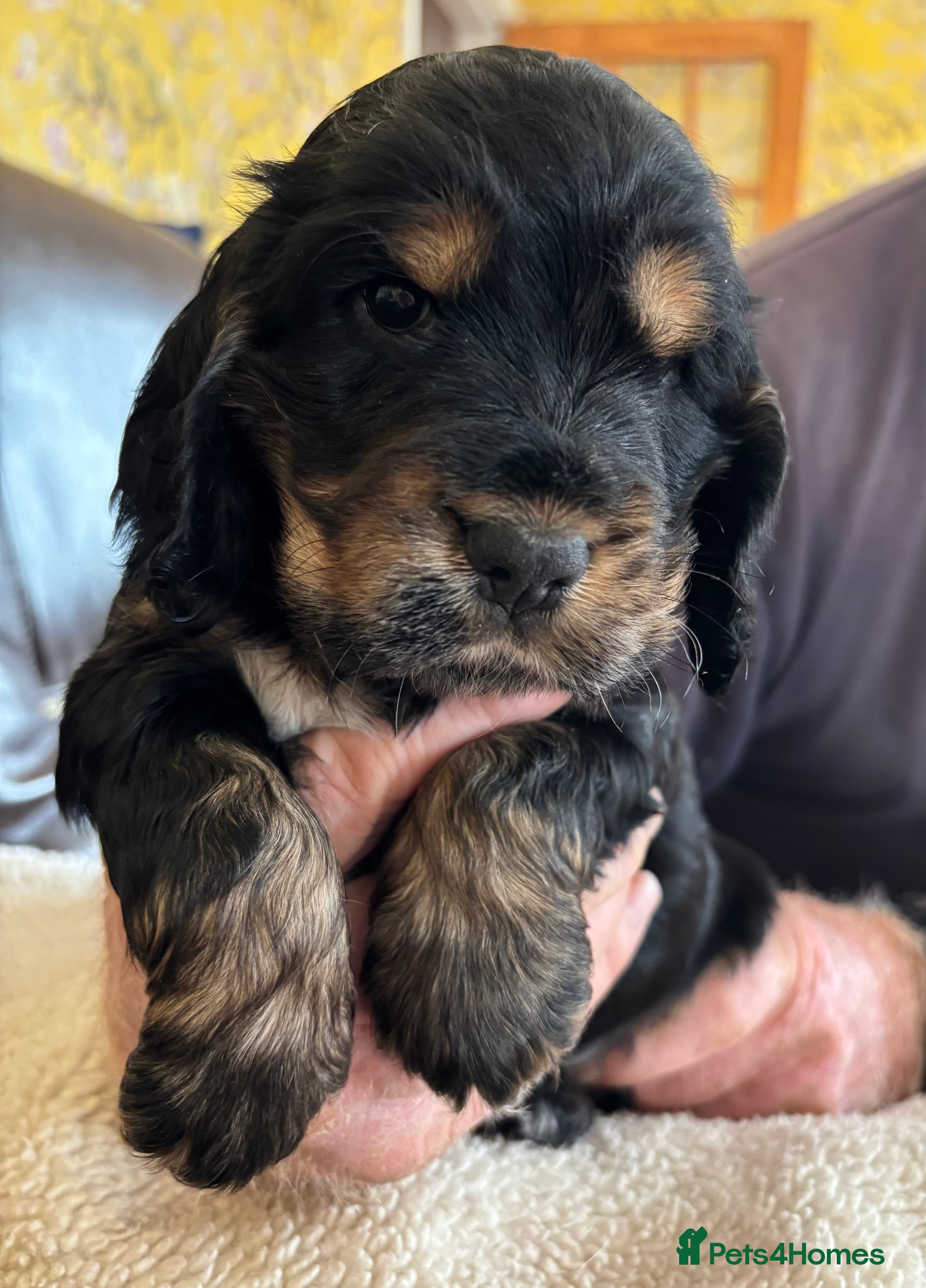 Cocker Spaniel Puppy 2