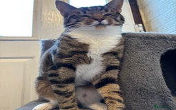 Mixed Breed cats for sale: Two beautiful cats - Image 2