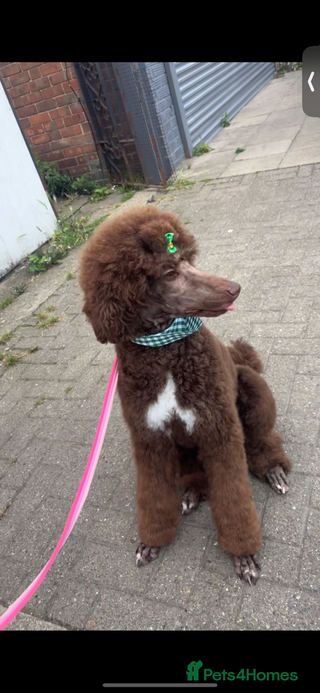 Standard Poodle dogs for sale: Standard poodle  - Image 2