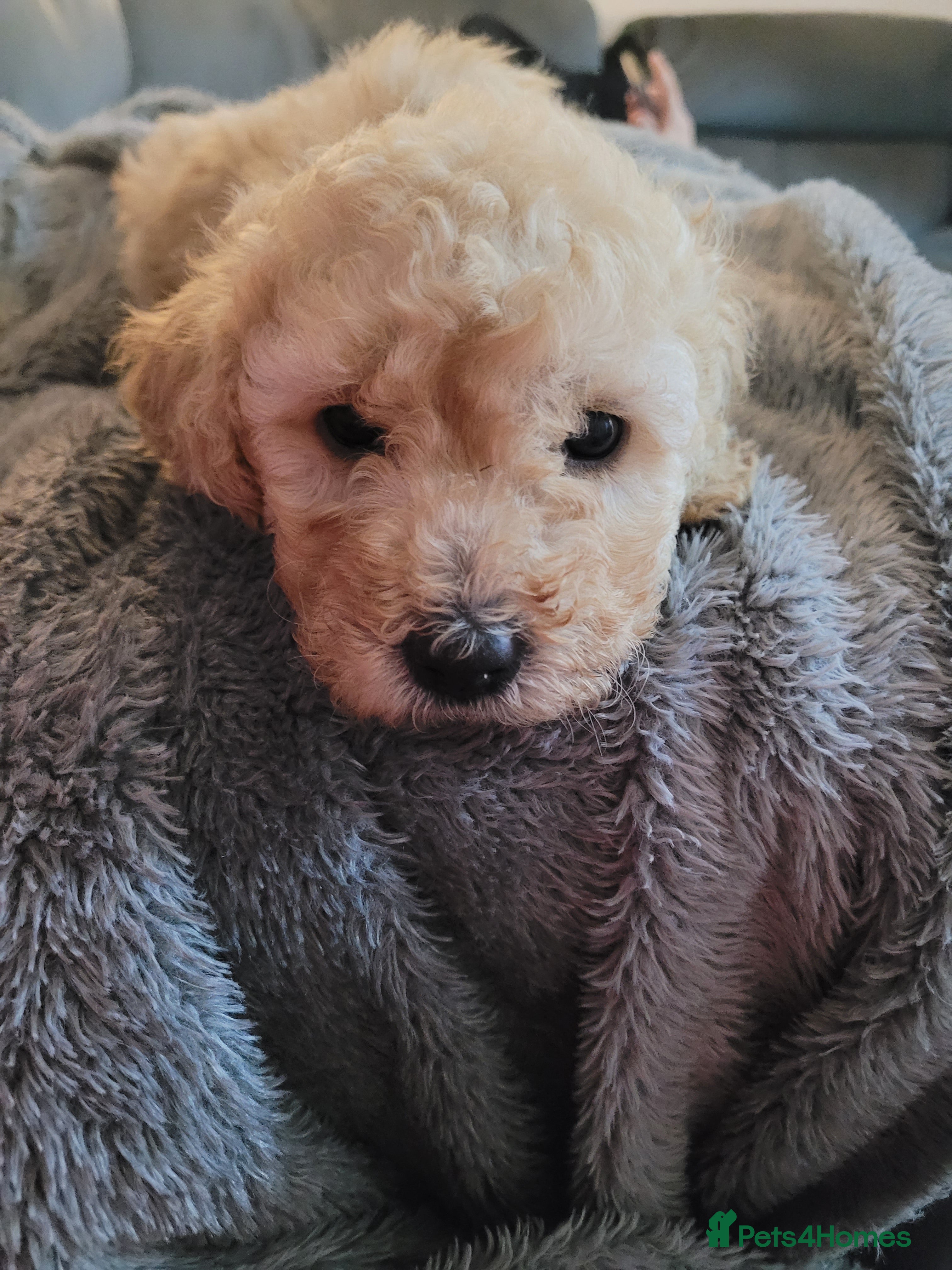 Cockapoo dogs Cockapoo puppies 💝  - Advert 12