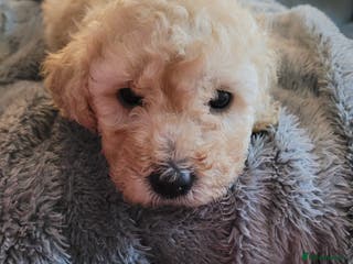 Cockapoo dogs Cockapoo puppies 💝 - Advert 12