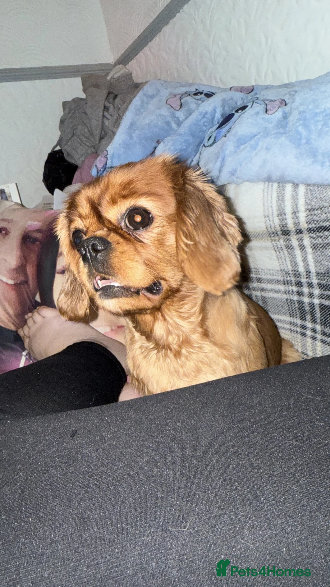 Cavalier King Charles Spaniel dogs for sale: 2 handsome male pups left  - Advert 2
