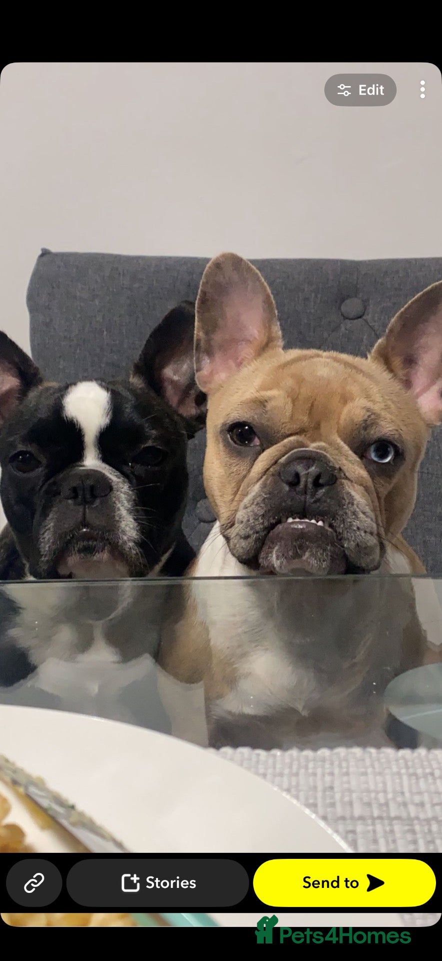 French Bulldog dogs French bulldogs rehoming - Advert 8