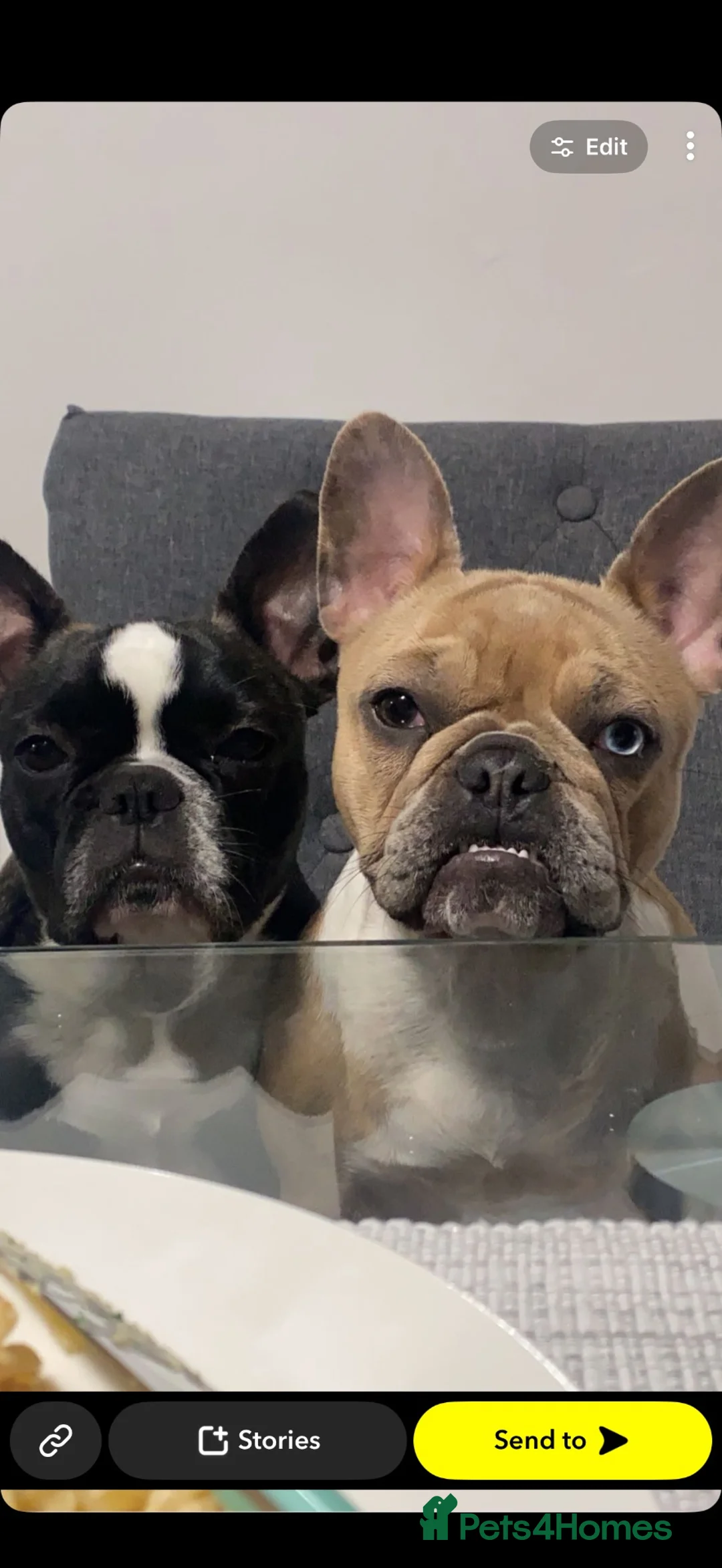 French Bulldog dogs for sale: French bulldogs rehoming in Abergavenny - Advert 1
