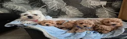 Maltipoo dogs for sale: Maltipoo  - Advert 9