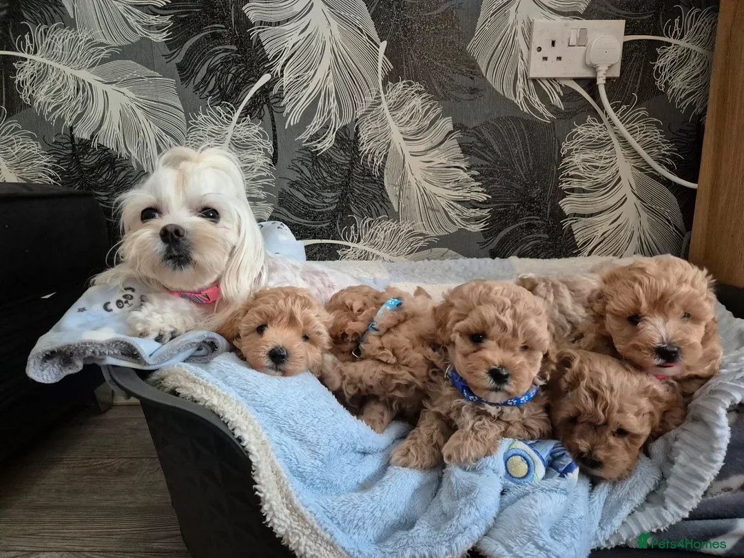 Maltipoo dogs for sale: Maltipoo  - Advert 9