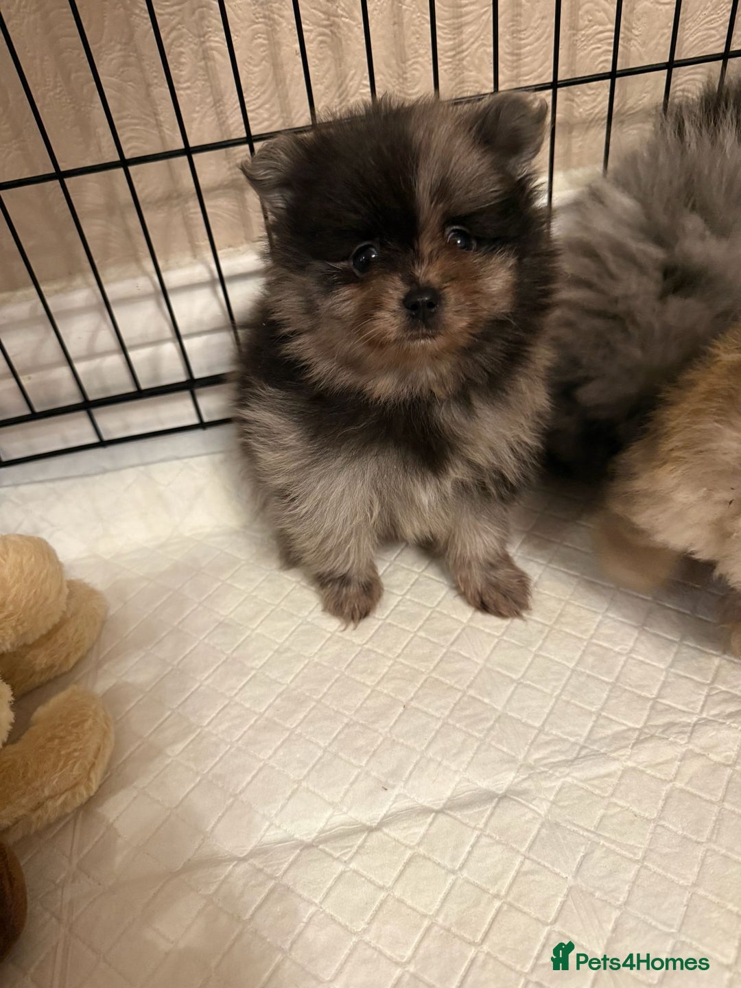 Pomeranian dogs for sale: Pom Puppies - Advert 11