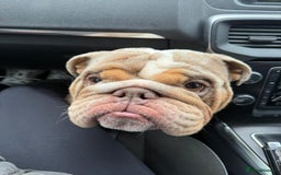 English Bulldog dogs for stud: Ronnie G the ULTIMATE STUD - Image 4