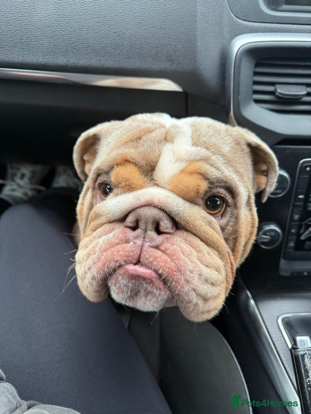 English Bulldog dogs for stud: Ronnie G the ULTIMATE STUD - Image 4