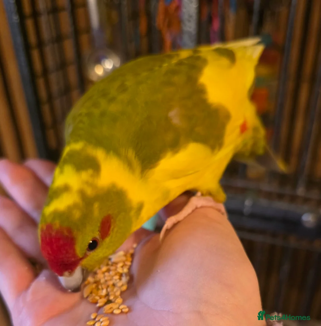 Parakeets birds for sale: 2 Kakarikis looking for a new home - Advert 2
