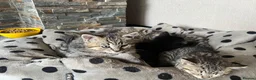 Persian cats for sale: Beautiful Persian X kittens for sale - Advert 20