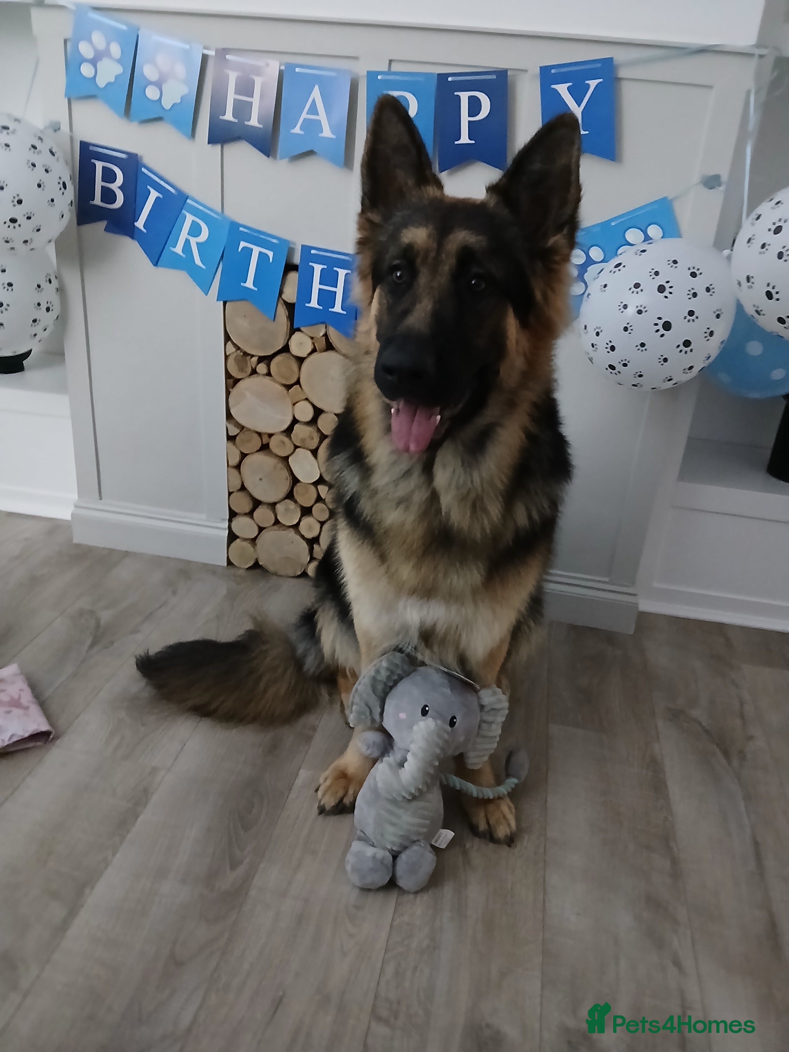 German Shepherd dogs Male german shepherd 15 months old - Advert 1